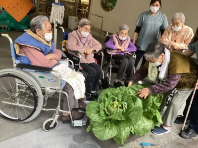 白菜の収穫（２階フロア）